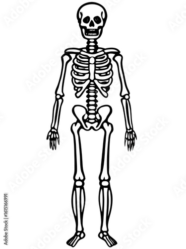 Full-length human skeleton illustration in black and white  