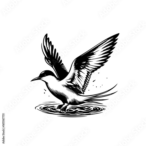 Bird in flight over water, wings spread, isolated on white background