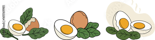 Various stages of cooked eggs with spinach leaves illustration  