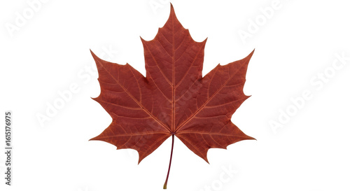 Cuadro en lienzo Isolated Maple Leaf