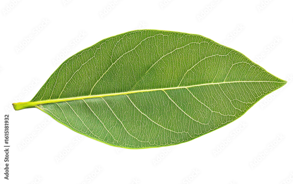 Obraz premium Mango leaf on white background,png