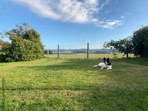 Black and white Border Collie dog lying on green grass looking at camera, with a chain-link fence in the background.