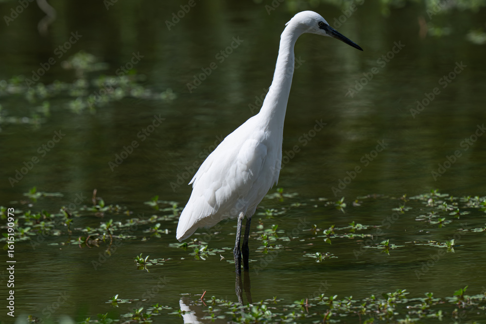 Naklejka premium Birdwatching, Uccelli, Risera Naturale, Parma, Wildlife 