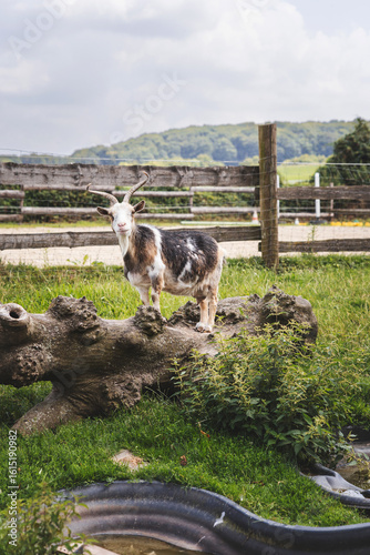 Goat on a Farm Photography