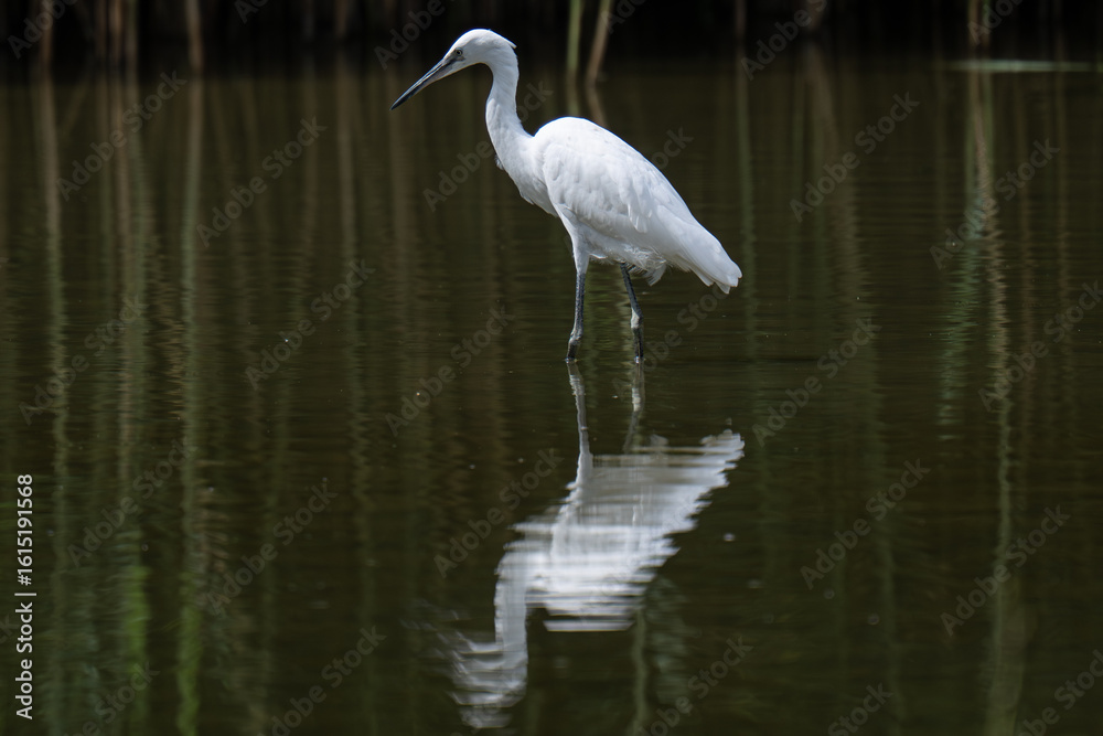 Naklejka premium Birdwatching, Uccelli, Risera Naturale, Parma, Wildlife 