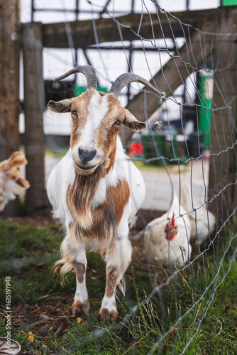 Goat on a Farm Photography