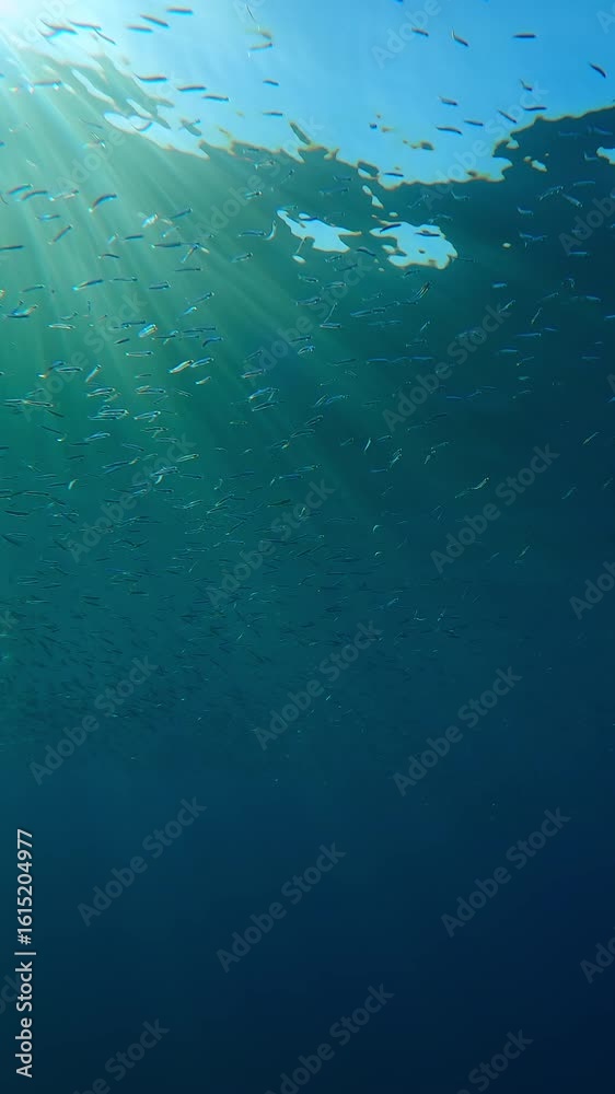 Multitude of Silversides Atherina swims in blue sea shining in sunlight. School of small fish swim in sunburst. Atherina`s gleaming in sunshine against bluewater. Many little fish luminous in sunbeams Multitude of Silversides Atherina swims in blue sea shining in sunlight. School of small fish swim in sunburst. Atherina`s gleaming in sunshine against bluewater. Many little fish luminous in sunbeams