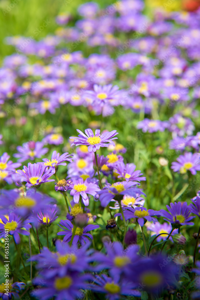 Naklejka premium 보라색 꽃이 가득한 정원