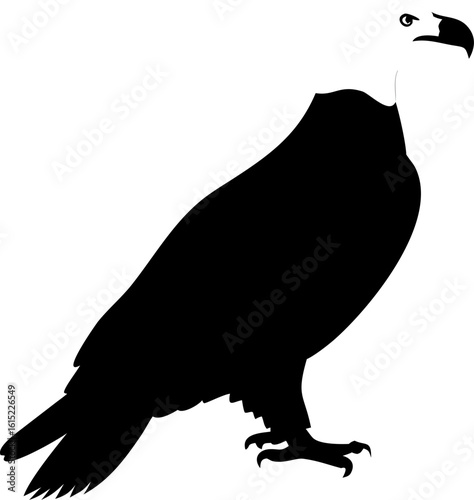 Black vector silhouette illustrations of various birds like eagles, crows, and robins in nature