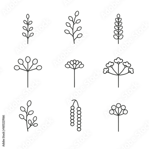 Inflorescence Icons Outline. Outline style icons of Inflorescence Types: raceme axis, panicle branch, spike column, umbel cluster,
