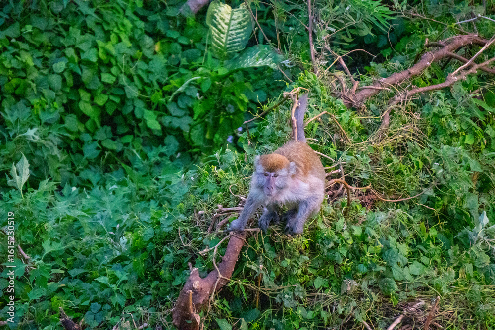 Obraz premium Monkey seen walking over vibrant green forest floor full of foliage.