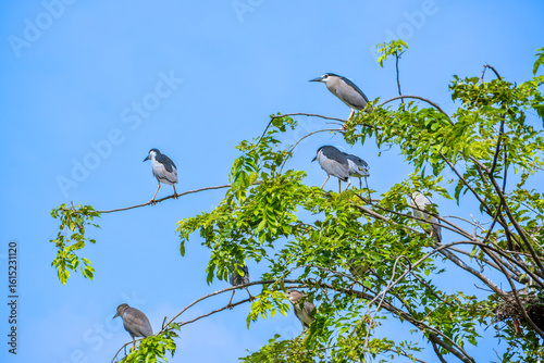Tableau sur toile Group of small birds perched on leafy tree branches under a bright, clear blue sky