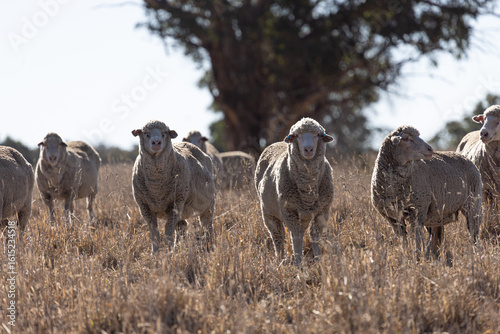 sheep: merino ewes standing in a dry pasture paddock in autumn drought conditions