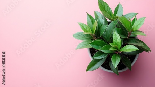 Potted plant on pink background