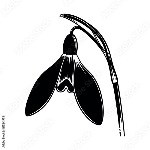 Delicate snowdrop flower silhouette isolated on white background