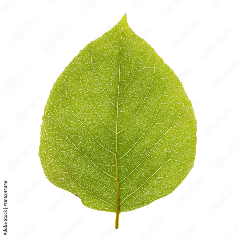 Obraz premium Vibrant green leaf isolated on white background