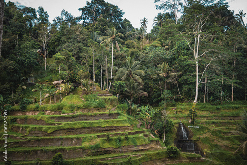 Fotografie Green Jungle and Ricefield with Path Leading Through Balinese Nature