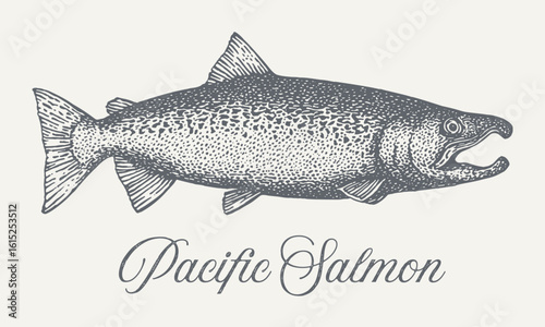 Detailed vintage illustration of Pacific Salmon, perfect for educational or artistic projects.