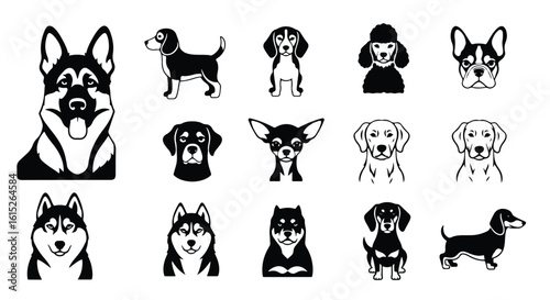 Vector silhouette illustration a detailed black silhouette of a chihuahuas head with large ears, isolated on a white background