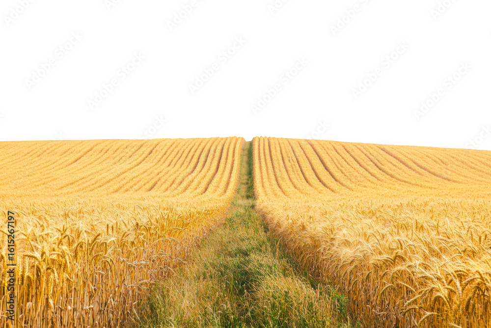Fototapeta premium Golden wheat field with a grassy path leading into the distance isolated on transparent background