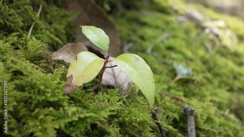 木の根の苔の上に芽を出した小さな木の芽スローモーション4K