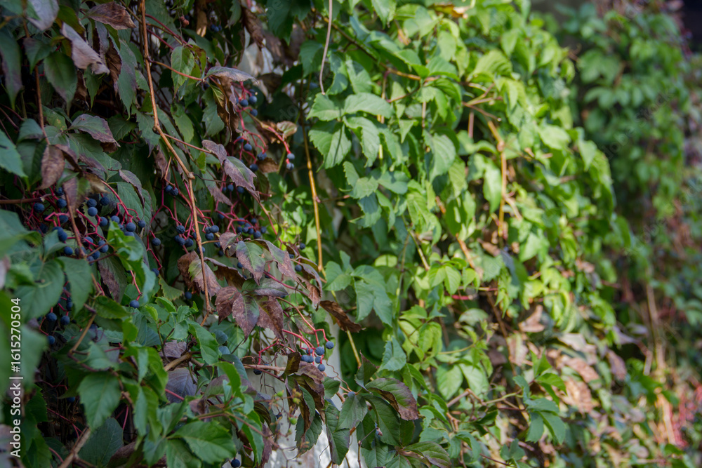 Hedera helix (Parthenocissus quinquefolia). natural background Hedera helix (Parthenocissus quinquefolia). natural background