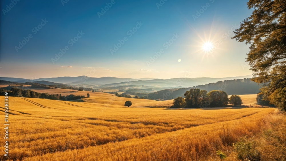 Obraz premium Golden wheat fields under a bright sunny sky