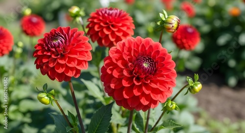 Red Dahlia Flowers in Bloom