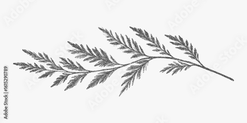 Black drawing of a leafy branch, calmness and serenity. High contrast black sketch with noisy grain, halftone detail, bold photocopy feel.