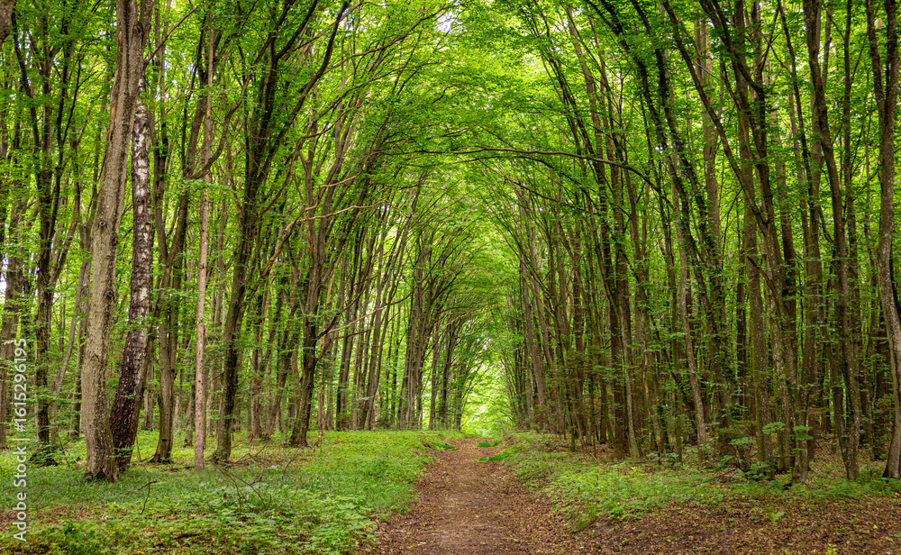 Naklejka premium Beautiful green long tunnel in the forest, wonders of nature.