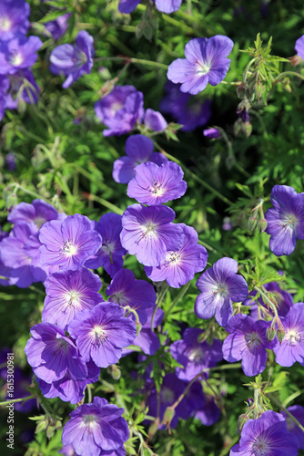 Sunlit Meadow Cranesbill flowers, Derbyshire England
