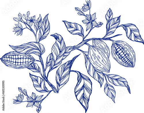 Cocoa plant set, clipart, collection of coca plant illustrations,Toile de Jouy, plant branch, leaves, flowers. Floral design for chocolate, cacao, healthy food, sweet, tasty