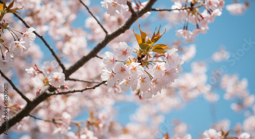 cherry blossom in spring