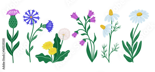 Flat vector illustration of a hand drawn set of isolated a delicate wildflowers with green leaves including dandelion, bell flower, cornflower, chamomile on white background. 