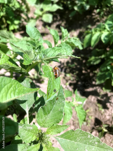 Wallpaper Mural Beetle resting on a potato plant leaf in sunny garden Torontodigital.ca