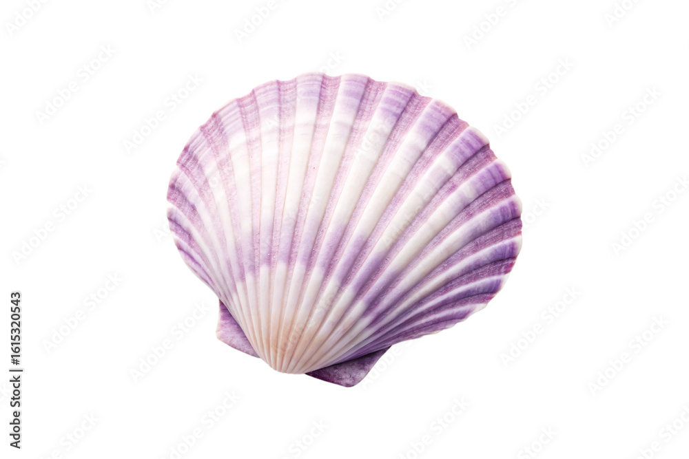 Fototapeta premium Purple fan-shaped scallop shell with radiating ridges, isolated on a transparent background