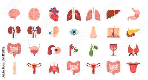 A detailed set of human internal organ icons for medical and scientific use. Anatomical collection including brain, heart, lungs, and kidneys.