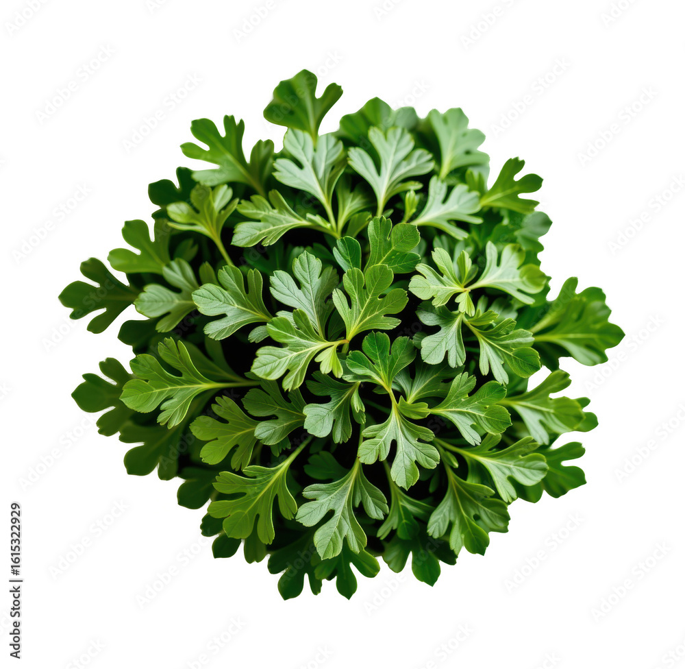 Fototapeta premium Fresh vibrant green parsley herb plant with detailed leaves isolated on white background perfect for cooking gardening and healthy eating concepts