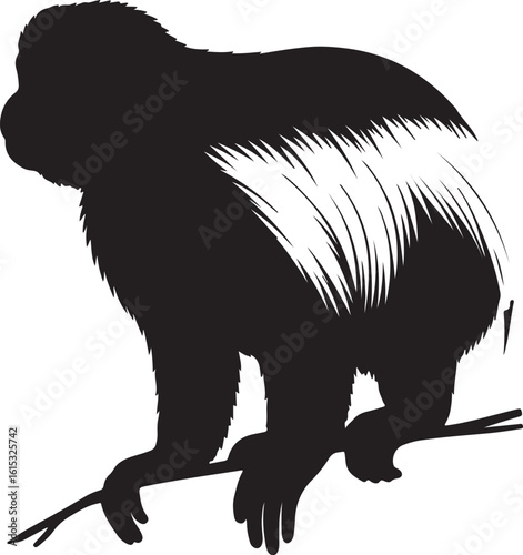 Black-and-white Colobus in silhouette image white background.