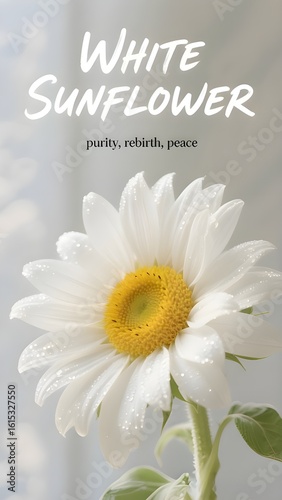 Phone Wallpaper Series : Flower Language - White Sunflower, means : Purity, Rebirth, Peace 003