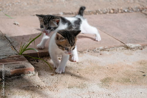 Kittens wandering around meowing, calling for their mother in the middle of the street on the sidewalk on an extremely hot day.