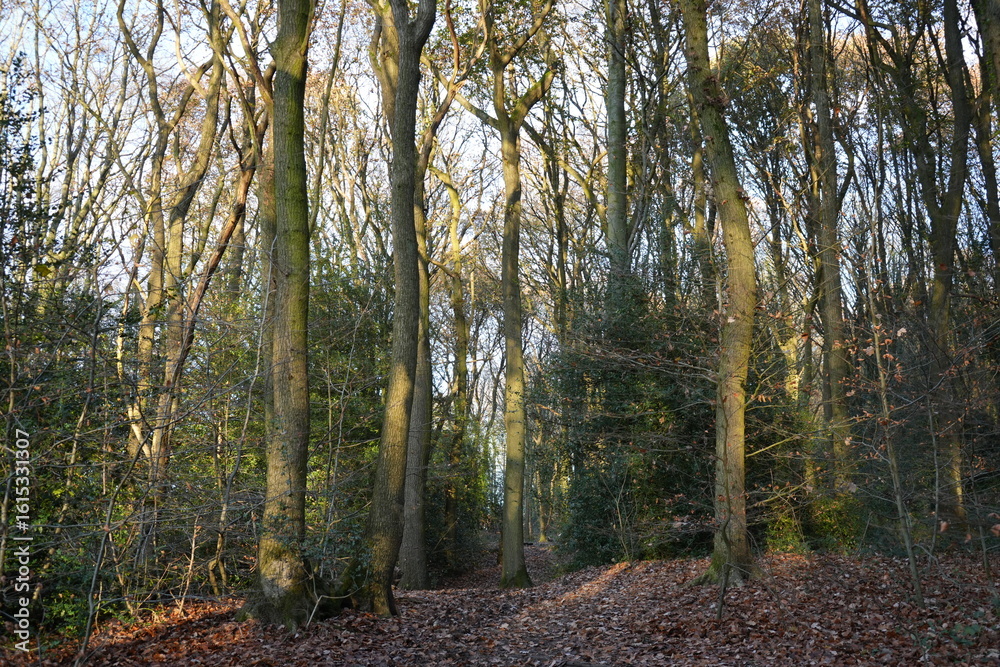 Fototapeta premium Dronfield, North East Derbyshire, England – December 3 2023: Scenic winter woodland path with leaf littered trees in light afternoon sunlight.