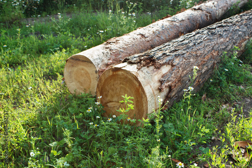 pine logs ready for transportation