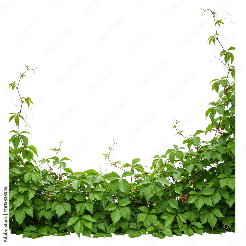 Fototapeta premium green leaves frame