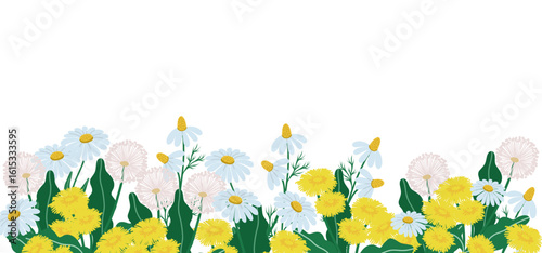 Horizontal backdrop with dandelions on white, vector illustration 