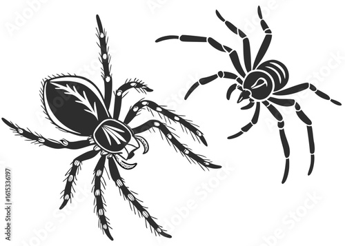 A hairy brown spider on a white background with its web, captured in a macro close-up, might trigger arachnophobia in those with a fear of these creepy arachnids