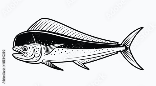 Black and white illustration of a mahi fish marine life
