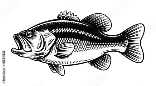 Black and white largemouth bass fish illustration line art