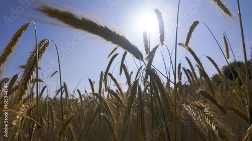 Roggen mit heißer Sonne im Gegenlicht - Motiv für Klima, Wetter und Folgen für die globale Nahrungsversorgung