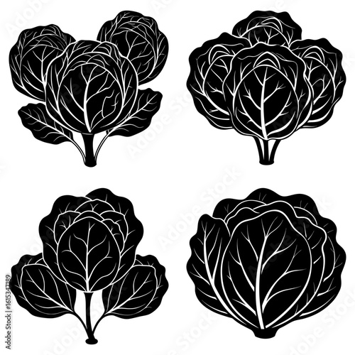 Illustration of four black and white cabbages with detailed leaf veins and stem structures arranged nicely